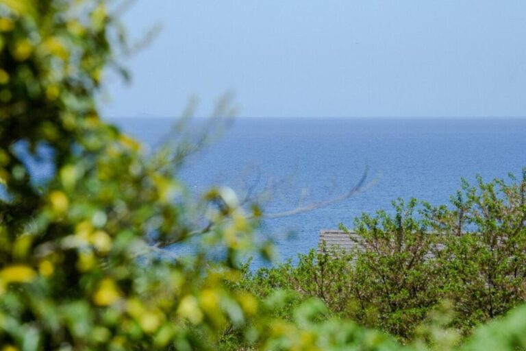 淡路島・洲本市五色町 木々の向こうに広がる冬の海