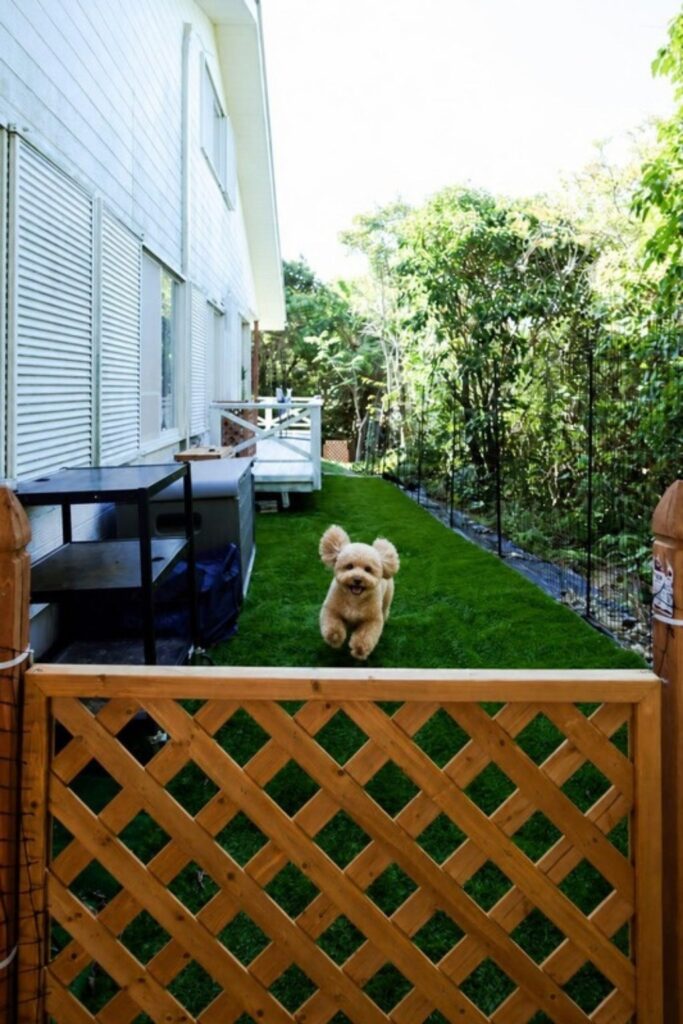マリンヴィライーリオ淡路島の専用ドッグランを走る小型犬のイメージ