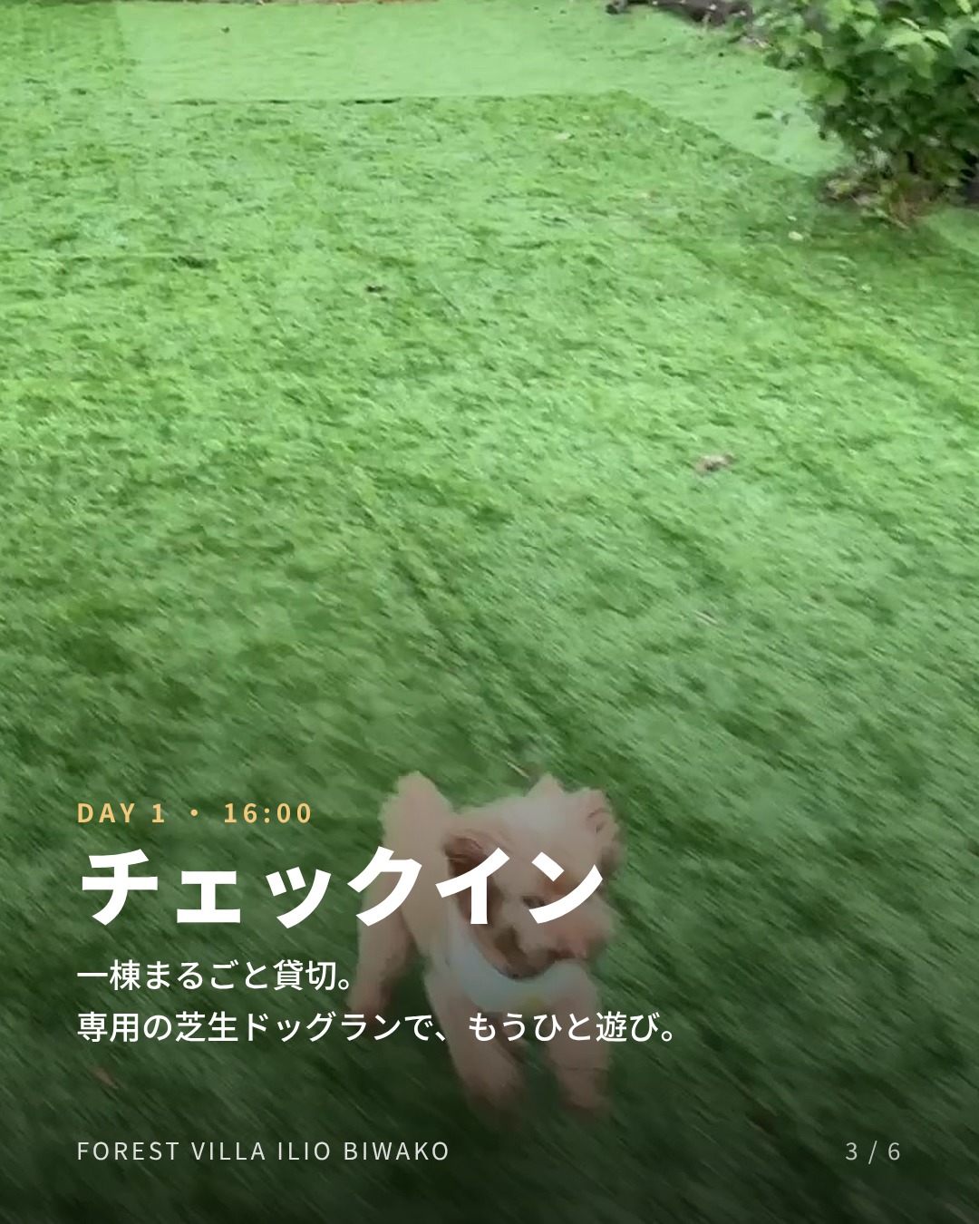 16:00 チェックイン 専用ドッグラン